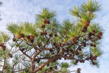 Background with pine branches and pine cones