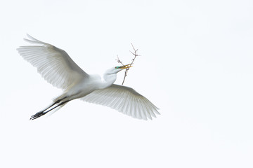 A Great Egret in flight with nesting materials.