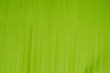 stripes pattern green banana leaf