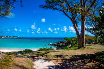 beach with palm trees