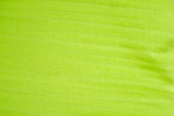stripes pattern green banana leaf