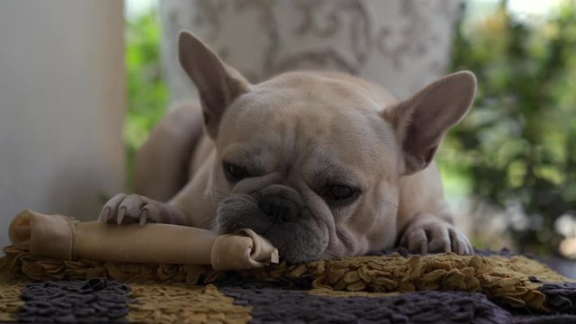 Dog holding rawhide bone on floor.
