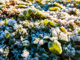 雪と霜が付いた草　植物　寒い　冬の朝