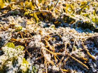 雪と霜が付いた草　植物　寒い　冬の朝