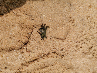 footprint in sand