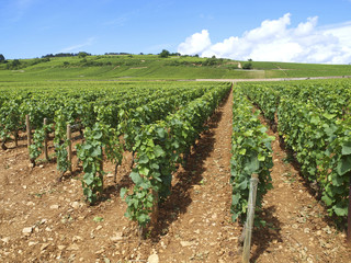 Fototapeta na wymiar Weinberge in Burgund, Frankreich, Burgund, Pommard