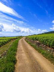Weinberge in Burgund, Frankreich, Burgund, Pommard