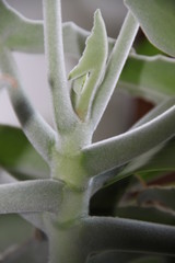 Kalanchoe beharensis