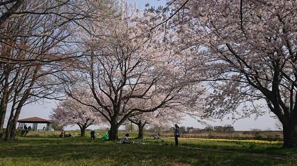 桜　桜の花　公園　ピクニック　休息