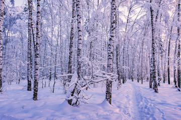 Narrow path in winter birch tree grove at sunset time.