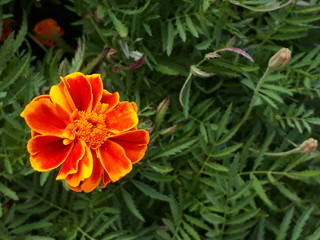 Orange flower among greenery. Marigold