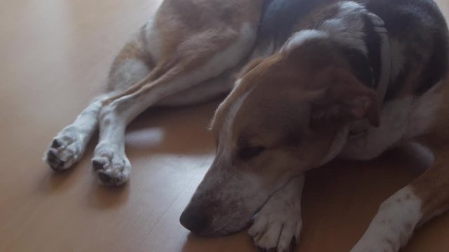 Big black, brown and white dog lying on wooden floor resting - Portugal