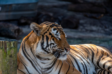 Malayan Tiger Wildlife Jungle Stripes
