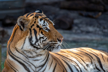 Fototapeta na wymiar Malayan Tiger Wildlife Jungle Stripes