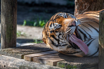 Malayan Tiger Wildlife Jungle Stripes