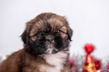 Shih Tzu puppy on white background with Christmas decorations. Christmas decor.