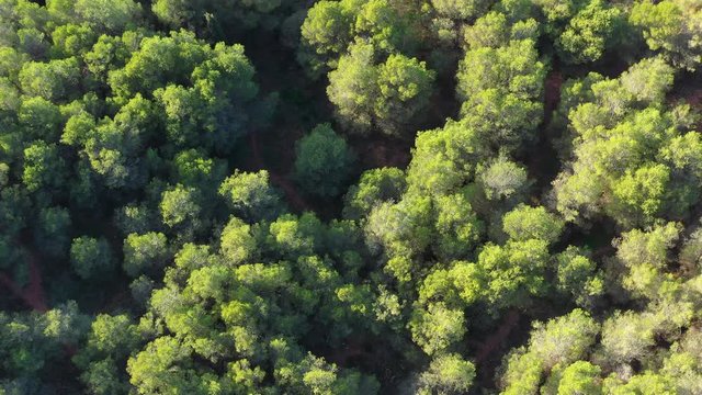 Pine forest aerial top shot Malaga Spain sunny day green leaves