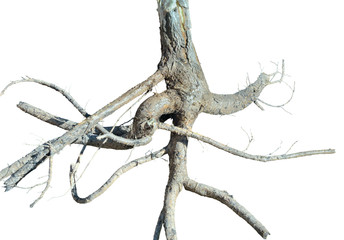 Root of medicinal plant aralia (Aralia elata) 7