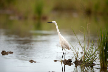 Closeup Little egret, low angle view, side shot, foraging food  on the shallow coastal of the shores of lake in nature of tropical moist forest in southern Thailand.