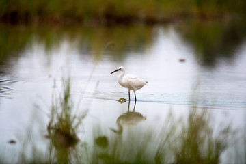 Closeup Little egret, low angle view, side shot, foraging food  on the shallow coastal of the shores of lake in nature of tropical moist forest in southern Thailand.