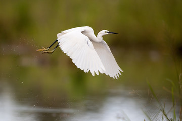 Closeup Little egret, low angle view, side shot, foraging food  on the shallow coastal of the shores of lake in nature of tropical moist forest in southern Thailand.