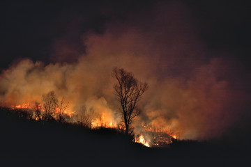 Forest fire 12