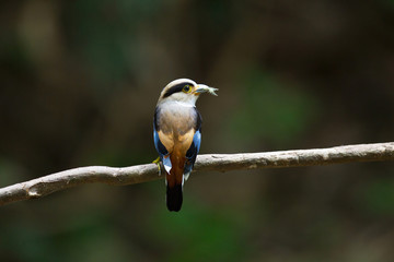 Beautiful Silver-breasted broadbill, uprisen angle view, rear shot, perching on the branch with insect in beak in nature of tropical moist forest, in national park of south central of Thailand.