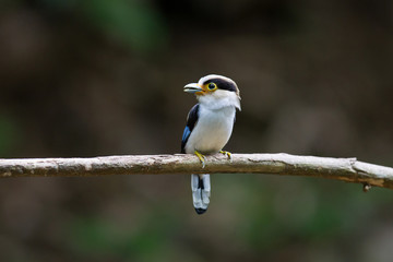 Beautiful Silver-breasted broadbill, uprisen angle view, front shot, perching on the branch with insect in beak in nature of tropical moist forest, in national park of south central of Thailand.