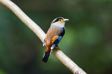 Beautiful Silver-breasted broadbill, uprisen angle view, rear shot, perching on the branch in nature of tropical moist forest, in national park of south central of Thailand.