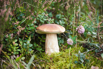 Wild raw boletus mushroom in Latvian forest