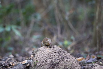Background of ground squirrel, low angle view, front shot, foraging on the termite nest on the ground in tropical moist forest of national park in south central region of Thailand.