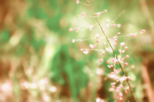 little pink grass flower   fresh  spring ,autumn nature  walpaper background
