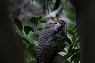 Closeup juvenile furry Spot-bellied eagle-owl, high angle view, front shot, sitting sleepily on the branch in dense shaded forest in national park, the jungle of Thailand.