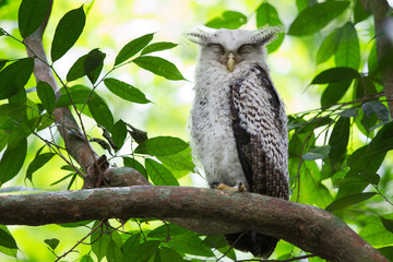 Closeup juvenile furry Spot-bellied eagle-owl, high angle view, front shot, sitting sleepily on the branch in dense shaded forest in national park, the jungle of Thailand.