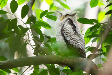 Closeup juvenile furry Spot-bellied eagle-owl, high angle view, front shot, sitting sleepily on the branch in dense shaded forest in national park, the jungle of Thailand.