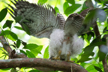 Closeup juvenile furry Spot-bellied eagle-owl, high angle view, front shot, sitting sleepily on the branch in dense shaded forest in national park, the jungle of Thailand.