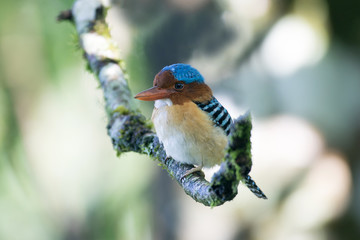 Beautiful adult male Banded kingfisher, uprisen angle view, front shot, perching in the bright day on the branch covered with moss in tropical montane forest, northern Thailand.