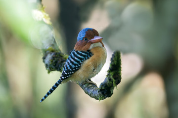 Beautiful adult male Banded kingfisher, uprisen angle view, front shot, perching in the bright day on the branch covered with moss in tropical montane forest, northern Thailand.
