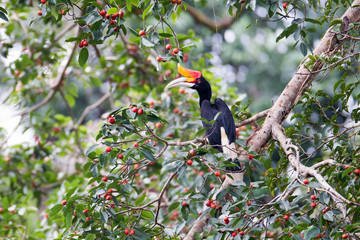 Closeup adult Rhinoceros hornbill, high angle view, side shot, sitting on the red fruit tree  in tropical rainforest in the evening, in wildlife sanctuary of southern Thailand.