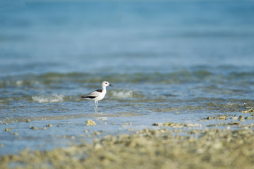 Closeup shorebird, Crab-plover, low angle view, side shot, in early morning standing and forage food under the blue sky on the sandy bank of Phang-nga beach in southern Thailand.
