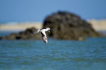 Closeup shorebird, Crab-plover, low angle view, side shot, in early morning spread wings and flying across the sea under the blue sky on Phang-nga beach in southern Thailand.