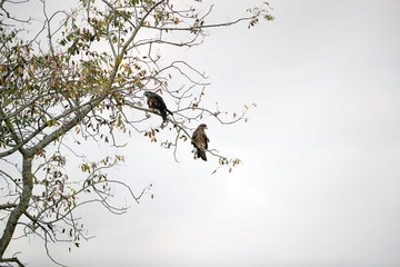 Background of Black kite, high angle view, rear shot, in early morning perching on the small twig in nature go tropical moist montane forest in agriculture field of northern Thailand.