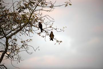 Background of Black kite, high angle view, rear shot, in early morning perching on the small twig in nature go tropical moist montane forest in agriculture field of northern Thailand.