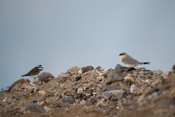 Beautiful Small pratincole or little pratincole or small India pratincole, low angle view, side shot, foraging insects in the morning on the sand bank cover with gravel on the beach of Thailand.