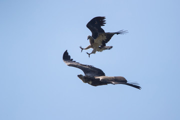 Battle between Himalayan griffon and Osprey, high angle view, side shot, fighting over the tropical rainforest under the blue sky in southern Thailand.
