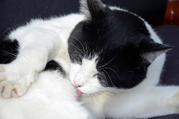 Fototapeta na wymiar Black and white cat licks his pussy