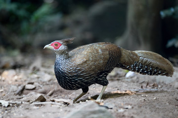 Closeup beautiful female Kalij pheasant, low angle view, side shot, in the morning foraging along the foothills in the nature of tropical forest in national park, south central region of Thailand.
