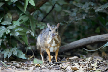 Naklejka na ściany i meble Closeup adult mouse-deer, low angle view, front shot, walking to explore food near the fallen branch in nature of tropical dense forest, the national park in Thailand.