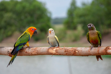 Beautiful lovebird and small parrot on twigs in the forest.