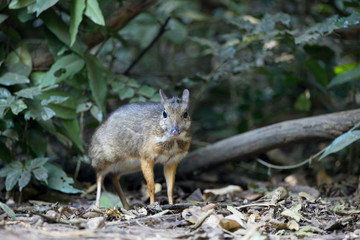 Naklejka na ściany i meble Closeup adult mouse-deer, low angle view, front shot, walking to explore food near the fallen branch in nature of tropical dense forest, the national park in Thailand.
